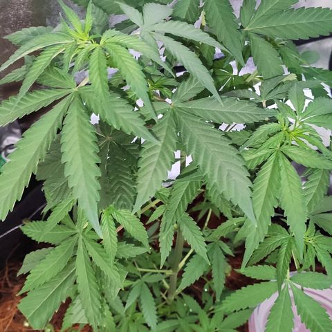 OGBkush growlog timeline photo
