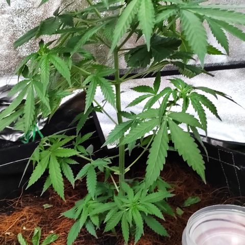 OGBkush growlog timeline photo