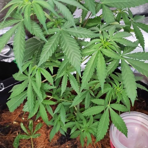 OGBkush growlog timeline photo