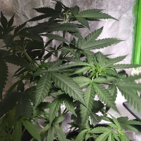 OGBkush growlog timeline photo