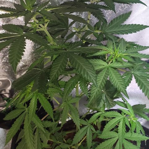 OGBkush growlog timeline photo