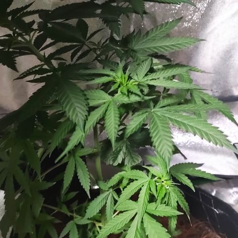 OGBkush growlog timeline photo