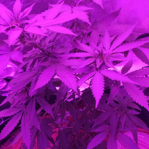 OGBkush growlog timeline photo