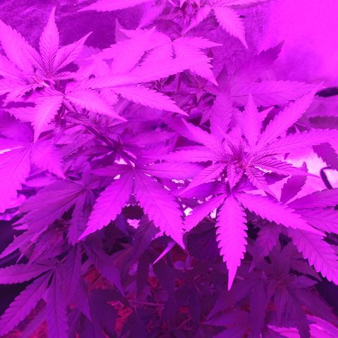 OGBkush growlog timeline photo