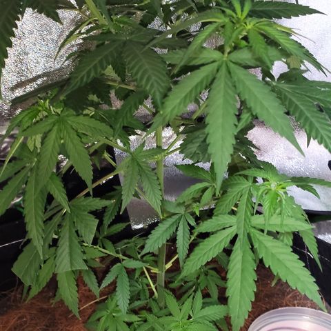 OGBkush growlog timeline photo