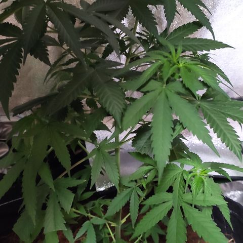 OGBkush growlog timeline photo