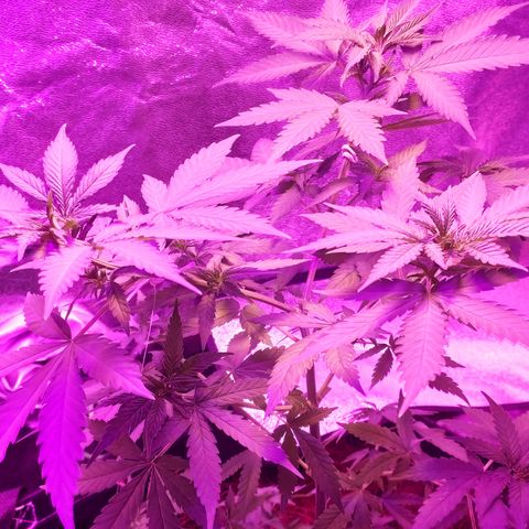 OGBkush growlog timeline photo