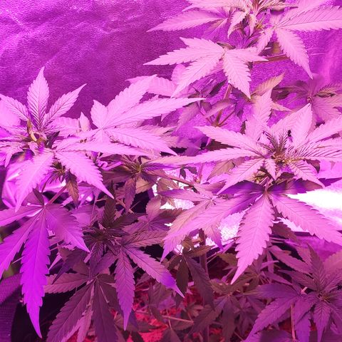OGBkush growlog timeline photo