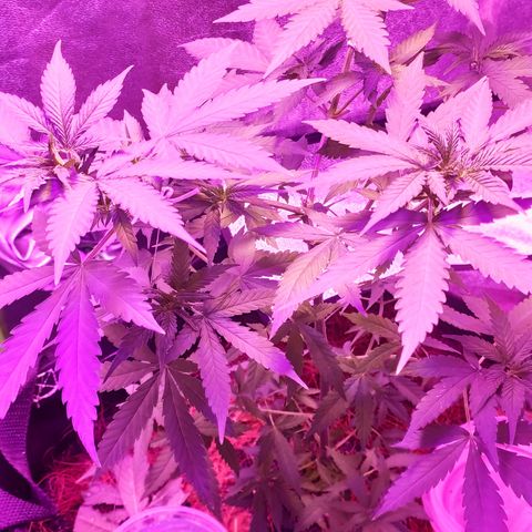 OGBkush growlog timeline photo