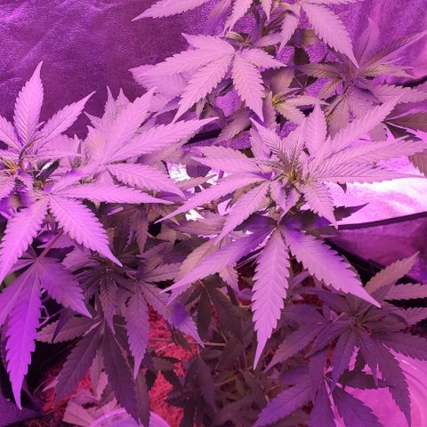 OGBkush growlog timeline photo