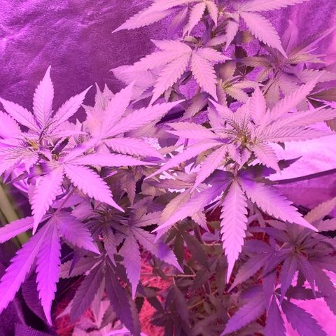 OGBkush growlog timeline photo