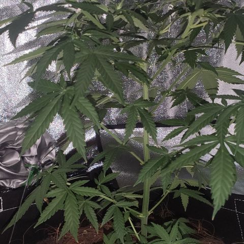 OGBkush growlog timeline photo