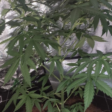 OGBkush growlog timeline photo