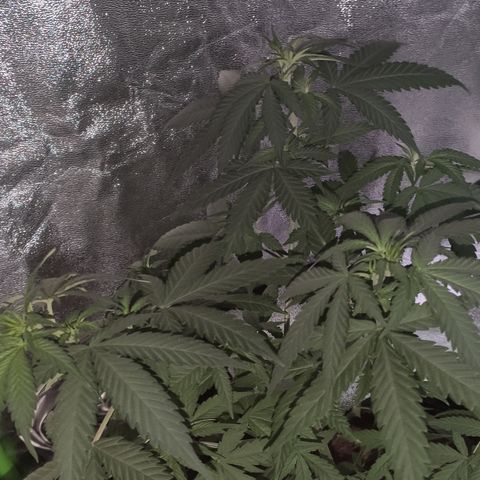 OGBkush growlog timeline photo