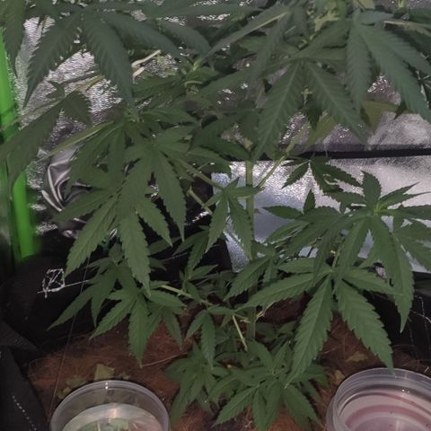 OGBkush growlog timeline photo