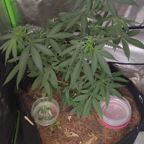 OGBkush growlog timeline photo