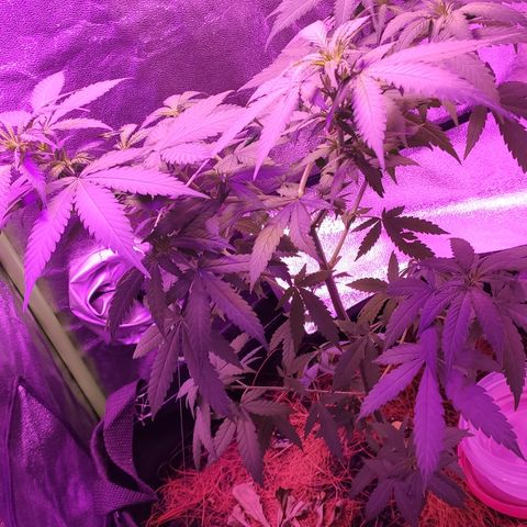 OGBkush growlog timeline photo