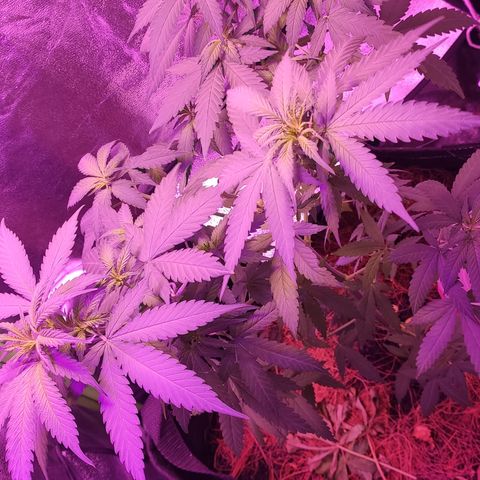 OGBkush growlog timeline photo