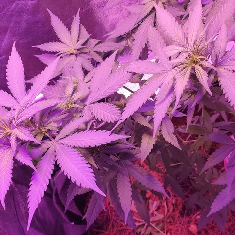 OGBkush growlog timeline photo