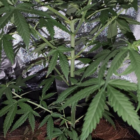 OGBkush growlog timeline photo