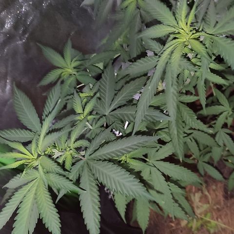 OGBkush growlog timeline photo