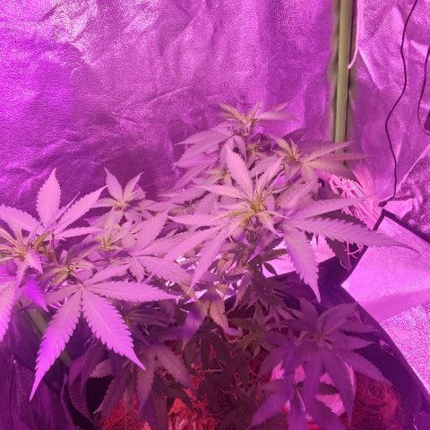 OGBkush growlog timeline photo