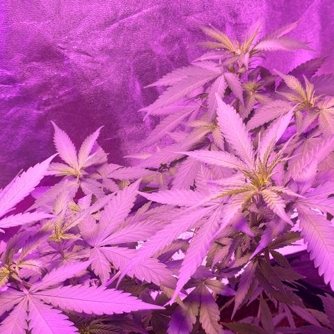 OGBkush growlog timeline photo