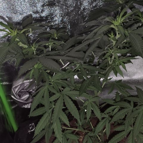 OGBkush growlog timeline photo