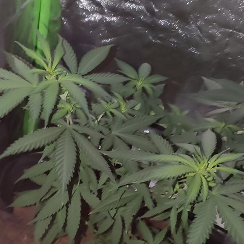OGBkush growlog timeline photo