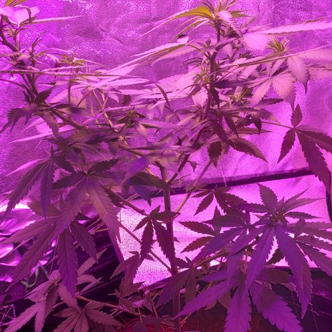 OGBkush growlog timeline photo