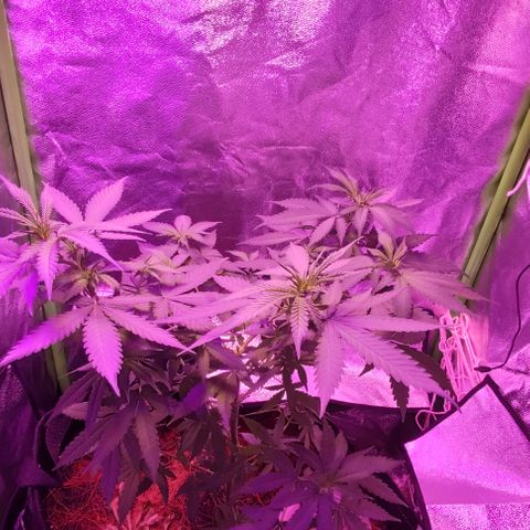 OGBkush growlog timeline photo