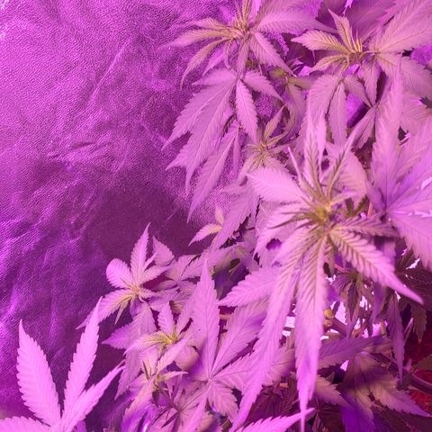 OGBkush growlog timeline photo
