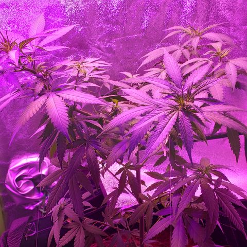 OGBkush growlog timeline photo
