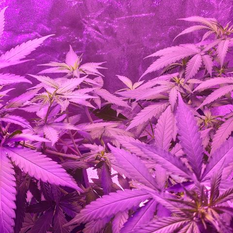 OGBkush growlog timeline photo