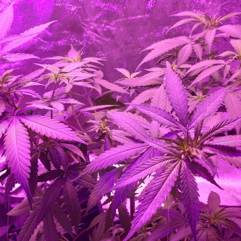 OGBkush growlog timeline photo