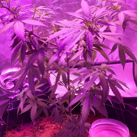 OGBkush growlog timeline photo