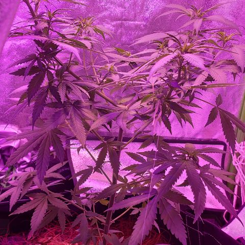 OGBkush growlog timeline photo