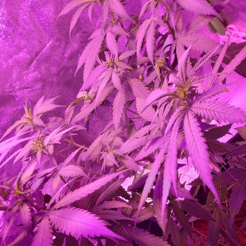 OGBkush growlog timeline photo