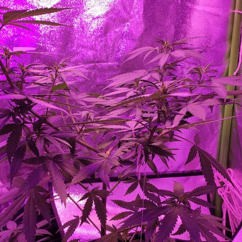 OGBkush growlog timeline photo