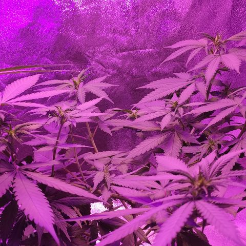 OGBkush growlog timeline photo