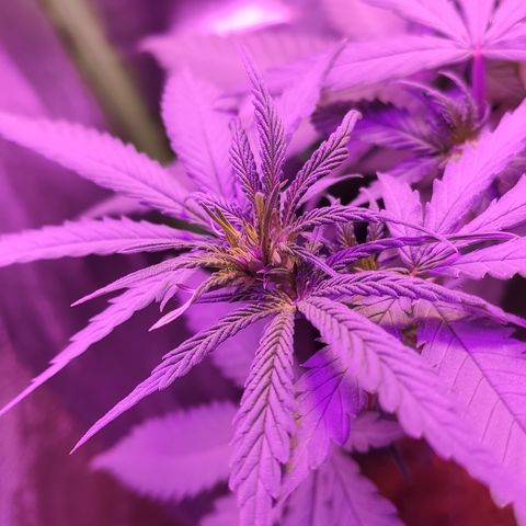 OGBkush growlog timeline photo