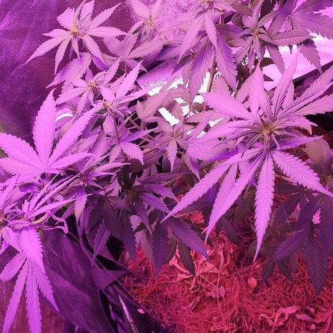 OGBkush growlog timeline photo
