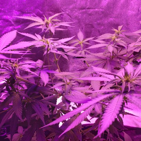 OGBkush growlog timeline photo