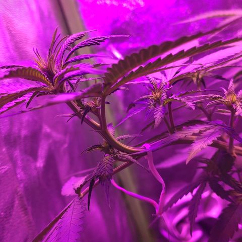 OGBkush growlog timeline photo