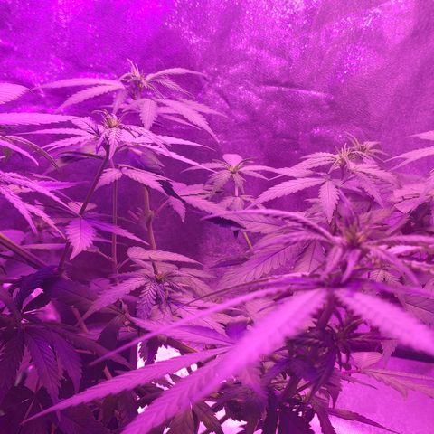 OGBkush growlog timeline photo
