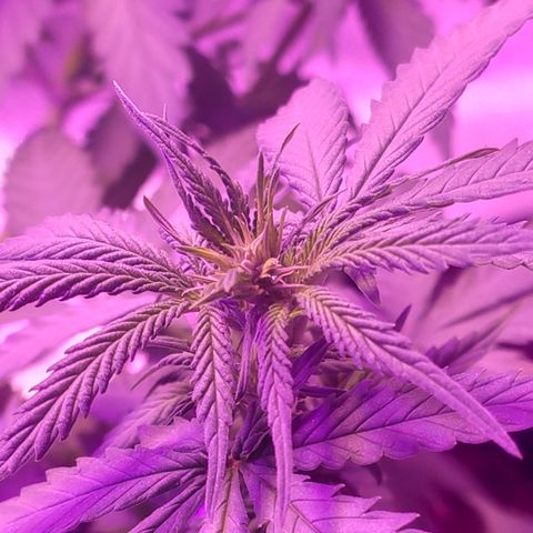 OGBkush growlog timeline photo