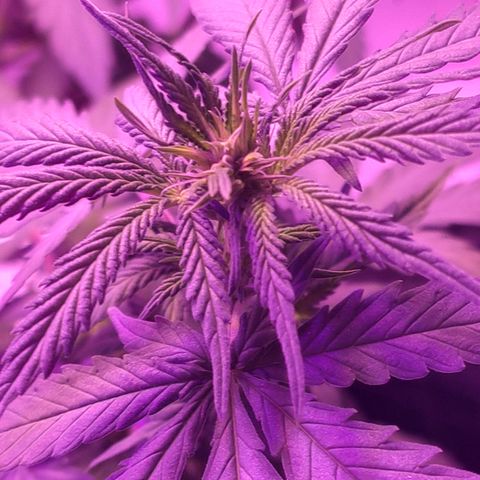 OGBkush growlog timeline photo