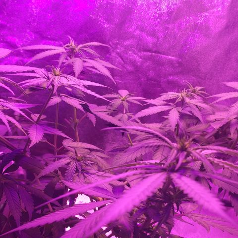 OGBkush growlog timeline photo