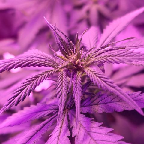 OGBkush growlog timeline photo