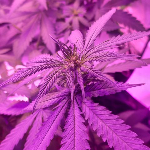 OGBkush growlog timeline photo